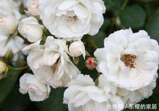 『室内』这3款花忒适合室内盆栽,花开芳香艳丽,可净化空气、平衡湿度