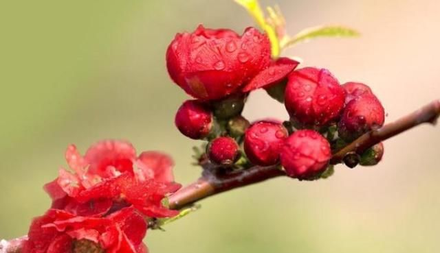  花钱|贴梗海棠“难开花”？每月吃点“自制渣”，不用花钱，照样开爆盆