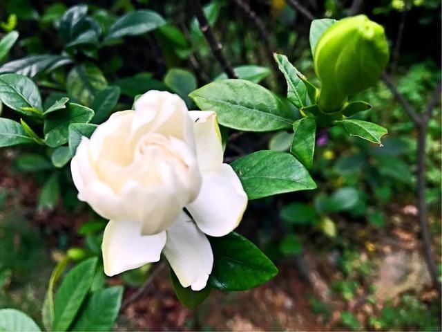 清香■洁白清香的栀子花