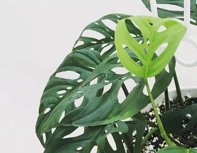 爱爆|这6种耐阴花,养了不上当,放在角落当摆设,蹭蹭爱爆盆