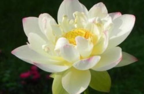  玫瑰■喜欢玫瑰，不如养盆“优良荷花”翠云，花姿卓越，开花爆盆好养活