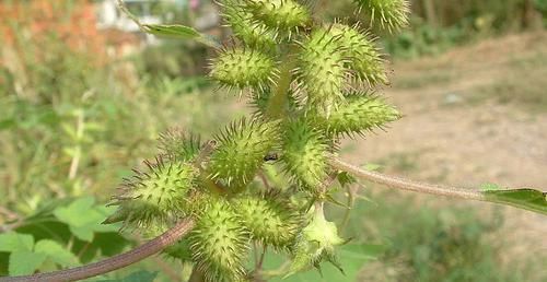  『苍耳』农田的一大害草，农民见到就铲除，殊不知是祛湿疹的“高手”