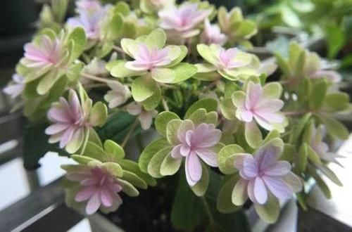 『盆栽的绣球』绣球爆开花,做好“2件事”,叶子绿到流油,花苞多,花期长