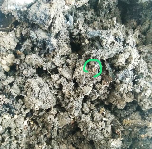团粒结构■养花换下来的土可以循环使用吗换下来的土怎样进行土壤修复