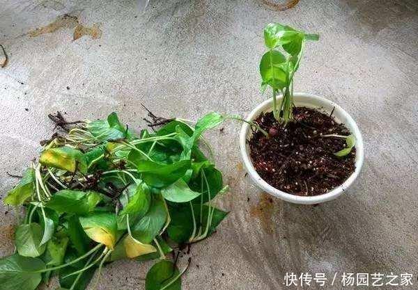 绿萝■绿萝“常年”有“3怕”,难怪“烂根”又黄叶,现在纠正也不晚