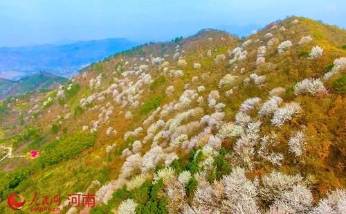  「旅游」商城：遍地花开待客来