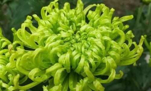 「家里」家里养这四款小花,随便一养就能爆盆,花姿卓越,花朵美艳又迷人