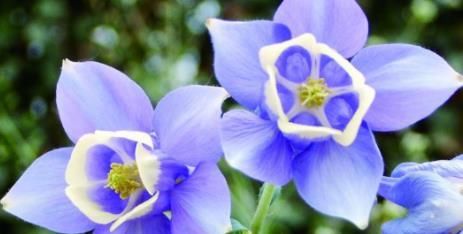  【脱俗】喜欢菊花，就养盆“珍奇绿菊”绿窗纱影，清新脱俗，优雅可人！