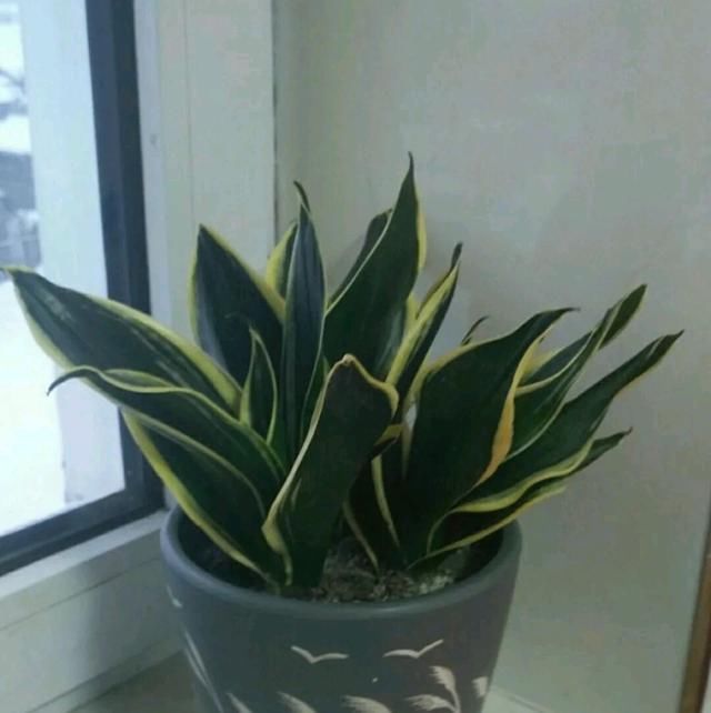  『根部』虎皮兰根部爆出小崽芽怎么度夏？经验一出，养出精品纹身虎皮兰