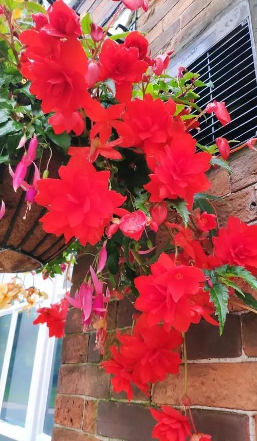  『家里』4种花春天必须养，开花多得数不清，家里变成小花园！