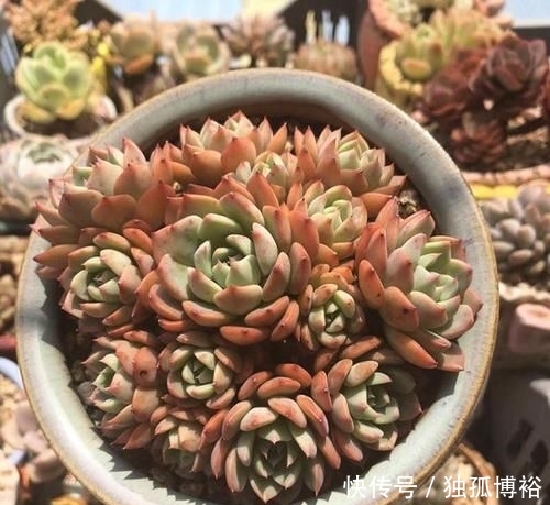  撸下来的叶：经常给多肉做1动作，加1料，迅速生长，还爱爆盆