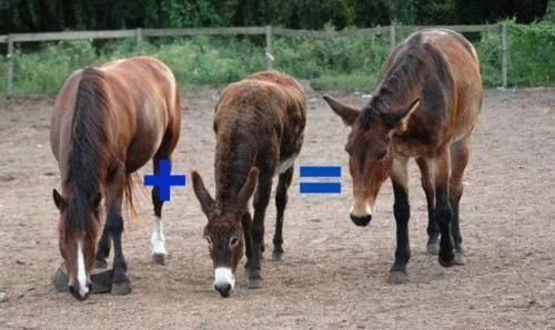  「染色体」为什么骡子不能生育？看看马和驴都做了什么，难怪如