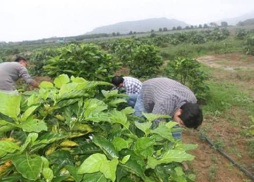  「收益」山西无法种植的一种作物，每亩收益将近3万元，还可与花