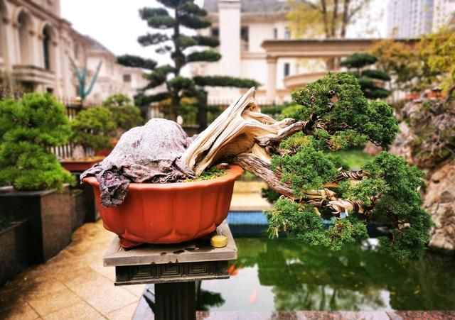 『盆土』阳台养盆景盆土干得太快?5个保湿技巧,懒人不再愁盆景浇水烦恼