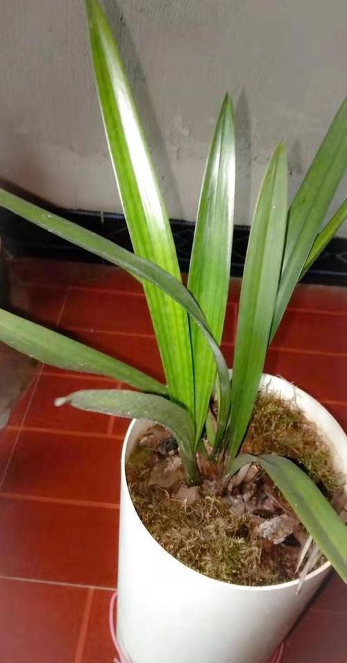  『区别对待』养兰花要有针对性，用心做好记录，管理才能得心应手