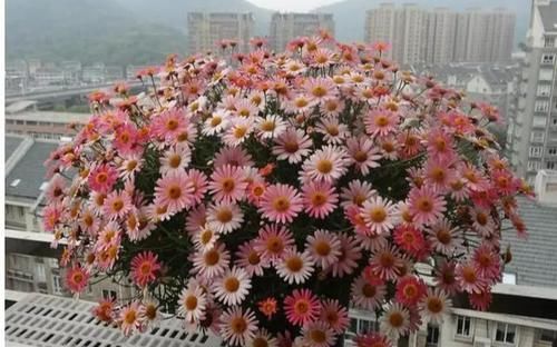 #玛格丽特#网红开花神器格丽特,一开300多天,做好3点,盆盆爆成大花球