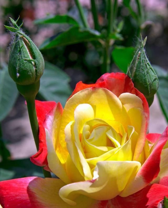  「嫁接苗」全世界最好看的花属于月季花,花开那么美又好养,怎能不心动
