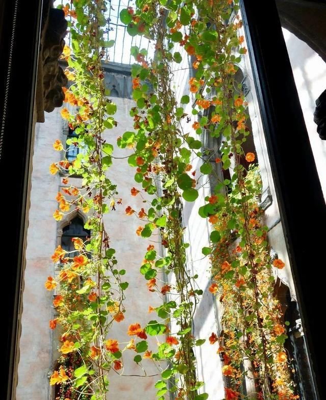  [窜成]18种花，挂窗台窜成绿窗帘，天热了遮阴真凉快！