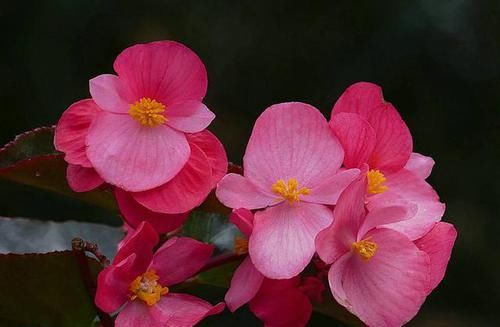  『耐热』3种花适合懒人养，耐热耐晒更耐旱，一年四季开花不断，漂亮极了