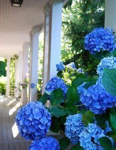  「想养」花园里种上“3种花”，清新又漂亮，看过了都想养，超级美！