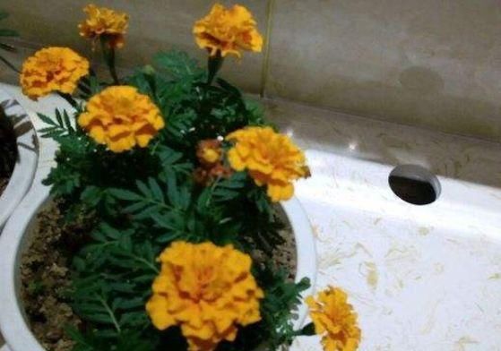  「寓意」家中放盆“万寿菊”，寓意着长寿，还特别好打理，没养过的快行动