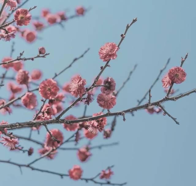  「究竟」云看花，中国美丽高等院校究竟看哪儿？
