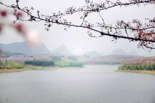 贵州私藏的人间仙境万亩樱花海，绝世美景震惊世界！