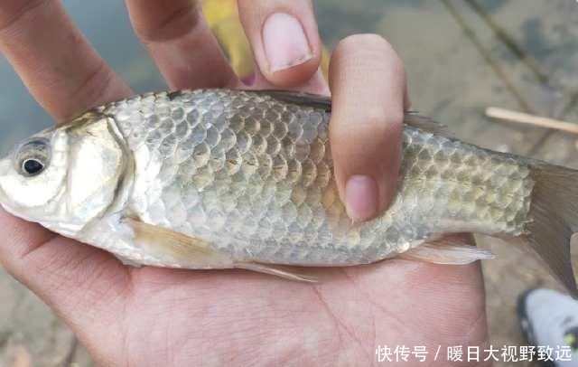 气温突降|近几日天气突变!水温降、产卵停,重返大鲫、大鲤垂钓黄金期