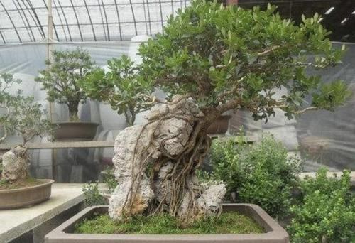  年后■张大叔喜欢“盆景树”，他养了3盆，4年后增值“8倍”，株型好看