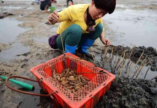  土狗：蝼蛄：土狗出，暴雨至？有多少人见过这个小东西？