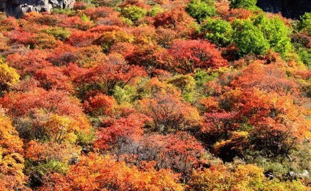 美爆了！山西20处醉美秋景，秋意渐浓一个都不想错过