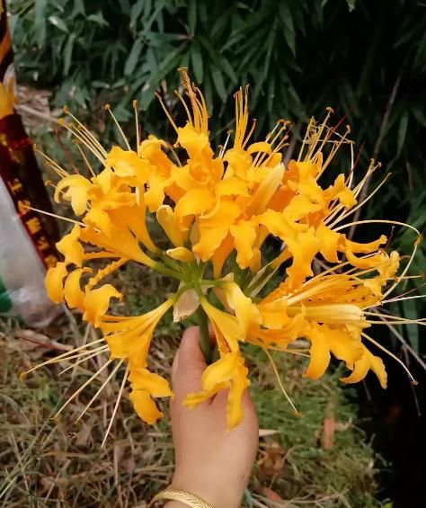  #仿若#这植物叫蟑螂花？其实人家本名叫这个，一绽开仿若盛大烟火！