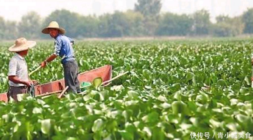 水葫芦入侵我国几十年，现在越来越少了？老外：国人技术真牛！