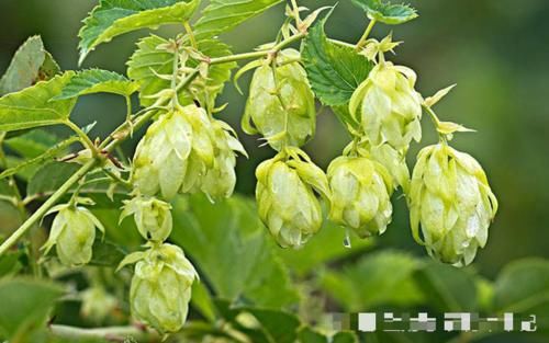  「价值」此物的花朵，当今价值极高，山坡遇见，请别摘去玩