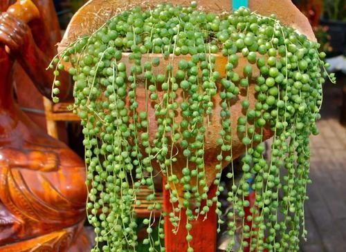  [珍珠吊兰]5种悬挂养护的多肉植物，养成垂盆植物，给散射光还能开花