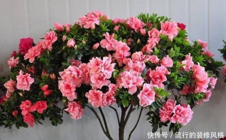 『迷人眼』有钱人都养4种花,妖艳妖娆,层层交叠,烂漫迷人眼