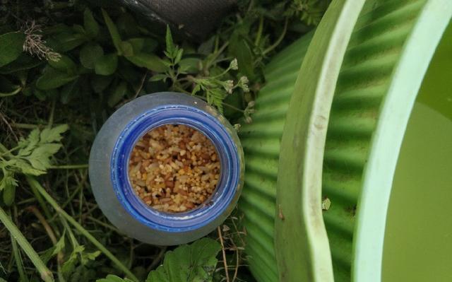 稀巧:正午口稀巧换点,又遇电网肆虐抢鱼忙