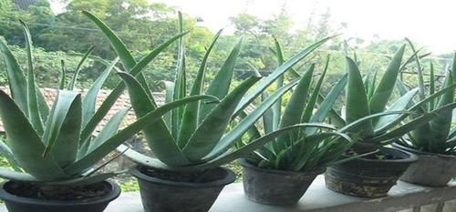  冒满@芦荟长不大？一个月“加餐”一次，长成小胖子，呼呼冒满小崽子