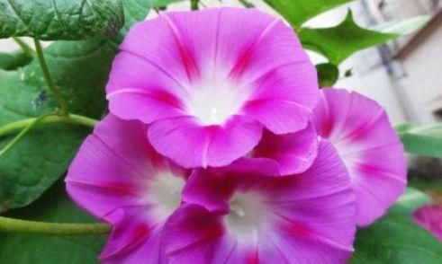 #花量#这些花卉好养易爆盆,花量大花期长,花姿卓越,花期一到香飘满屋