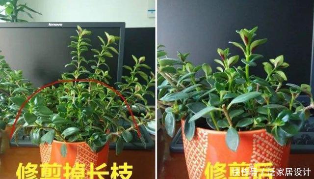 「技巧」它比金边吊兰漂亮,1个修剪小技巧,长势快,开花不断,花繁叶茂