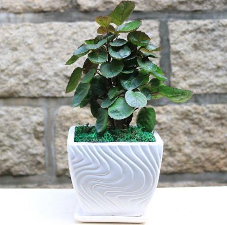 「金钱兜」这4种“高颜值”植物,新年家里一定要养,耐旱易养,2020年发财