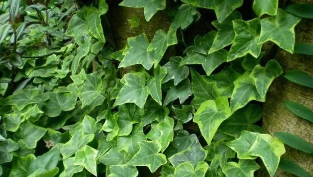  【阳光】常青藤，扦插1个枝，一年长一大片，没有阳光、浇点水也能长爆盆