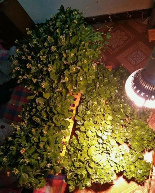  #图片作者#长寿开花不过瘾，学会1招，花苞多的能盖叶！