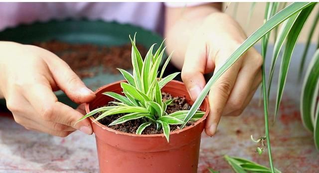  呼呼：养吊兰要学会3招,小吊兰呼呼长,小白花直冒1