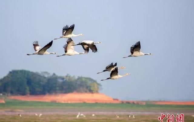  「竟是」江西的省鸟、省花、省树是什么？原来竟是它们……