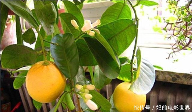  『扦插』3种花叶都“香”的树，家里养一棵，不但香喷喷，还能驱蚊虫！