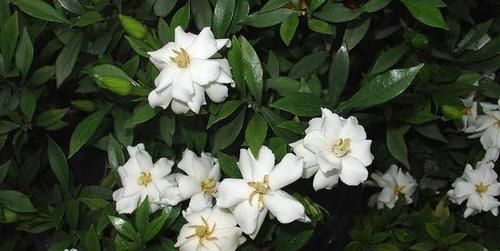  #栀子花#栀子花开花有时间，花期虽长却有期限，养花者要注意