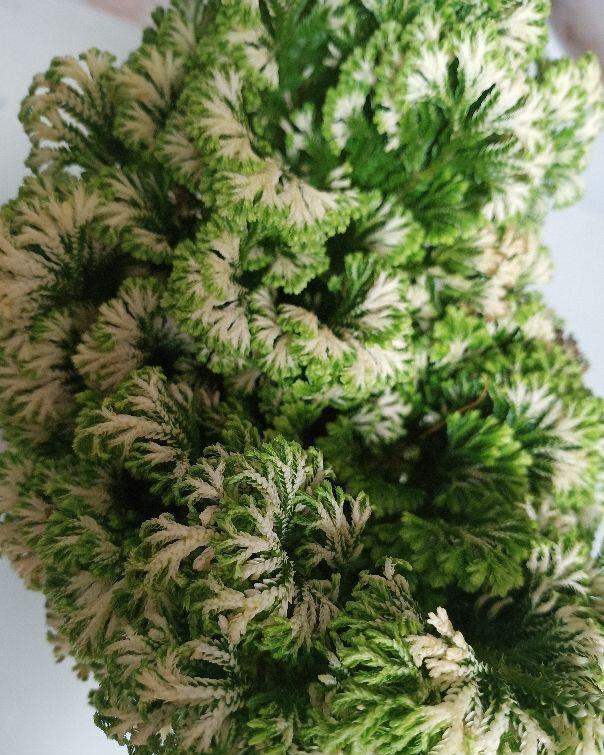  「植物」这花号称“死不了”，干透浇点水，叶子绿油油