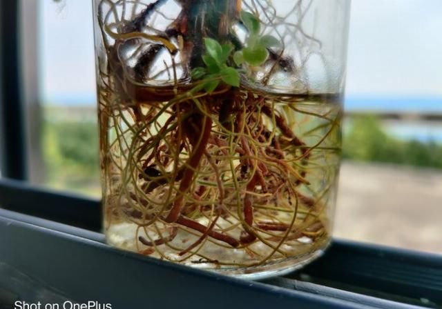「再次」“旗舰杀手”的再次蜕变 一加8 Pro拍照专项评测