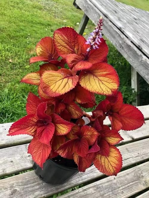 #家里#家里养的植物开不了花别怪卖家,有可能是你这几点没做好